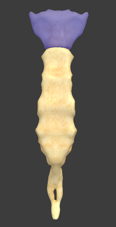 <p>What is the highlighted structure and what bone is it found in?</p>