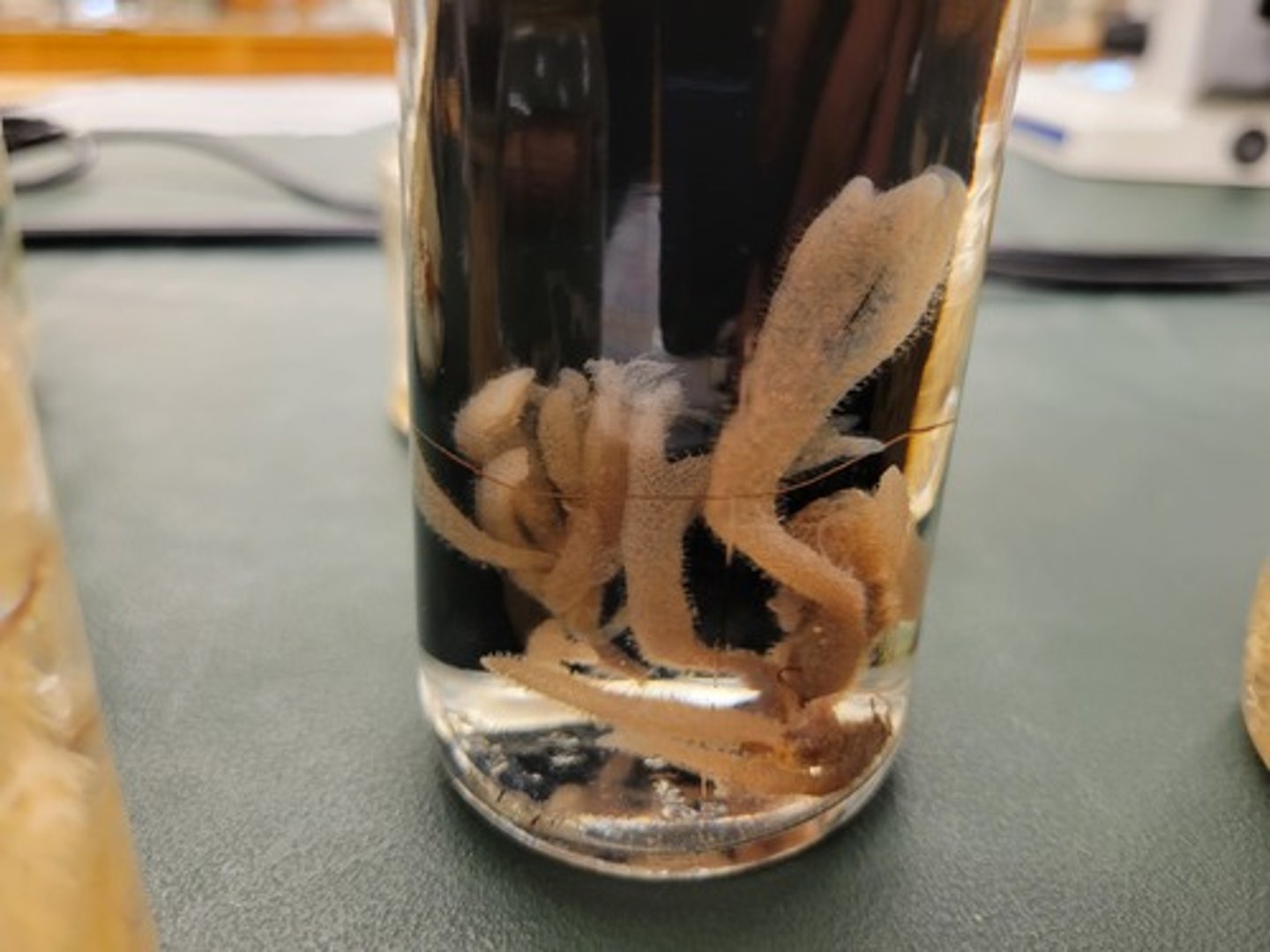 <p>Identify taxonomy</p>