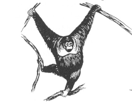 <p>What is term is used to describe this form of locomotion?</p>