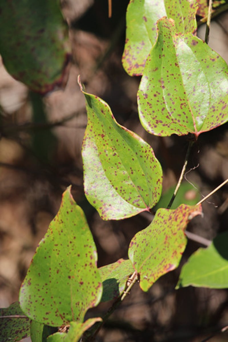 <p>what is the name of the plant pictured here?</p>