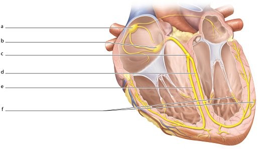 Identify the structure labeled "b."
