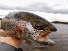<p>An animal or plant species that can be used to infer conditions in a particular habitat</p><p>ex) “if a trout can live in the water then the water is pretty healthy”</p>