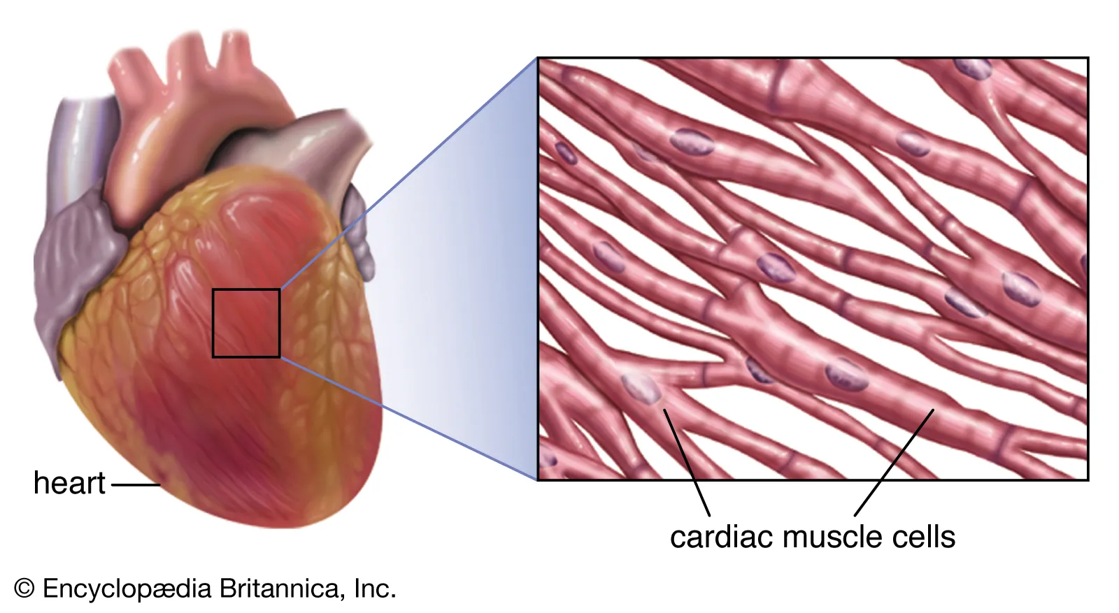 <p>Cardiac Muscle</p>