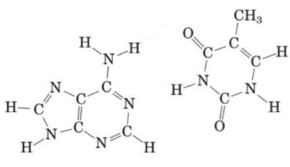 <p>Name the following purine and pyrimidine bases and draw the hydrogen bonds that form between them</p>