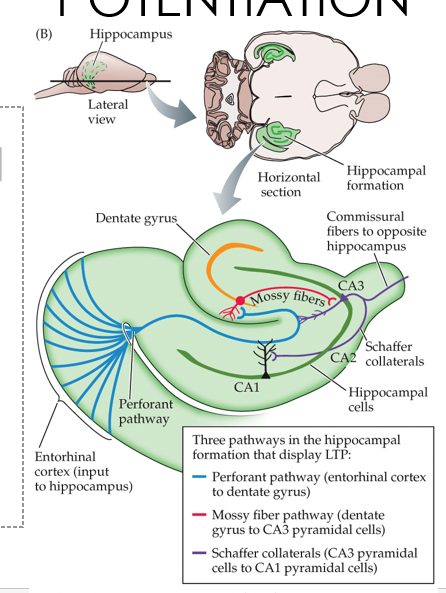 •Hippocampus

•CA1

•CA2

•CA3

Dentate gyrus 