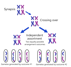 <p>each tetrad could align one way or the opposite, leading to the distribution of genes and traits to be irregular</p><p></p>