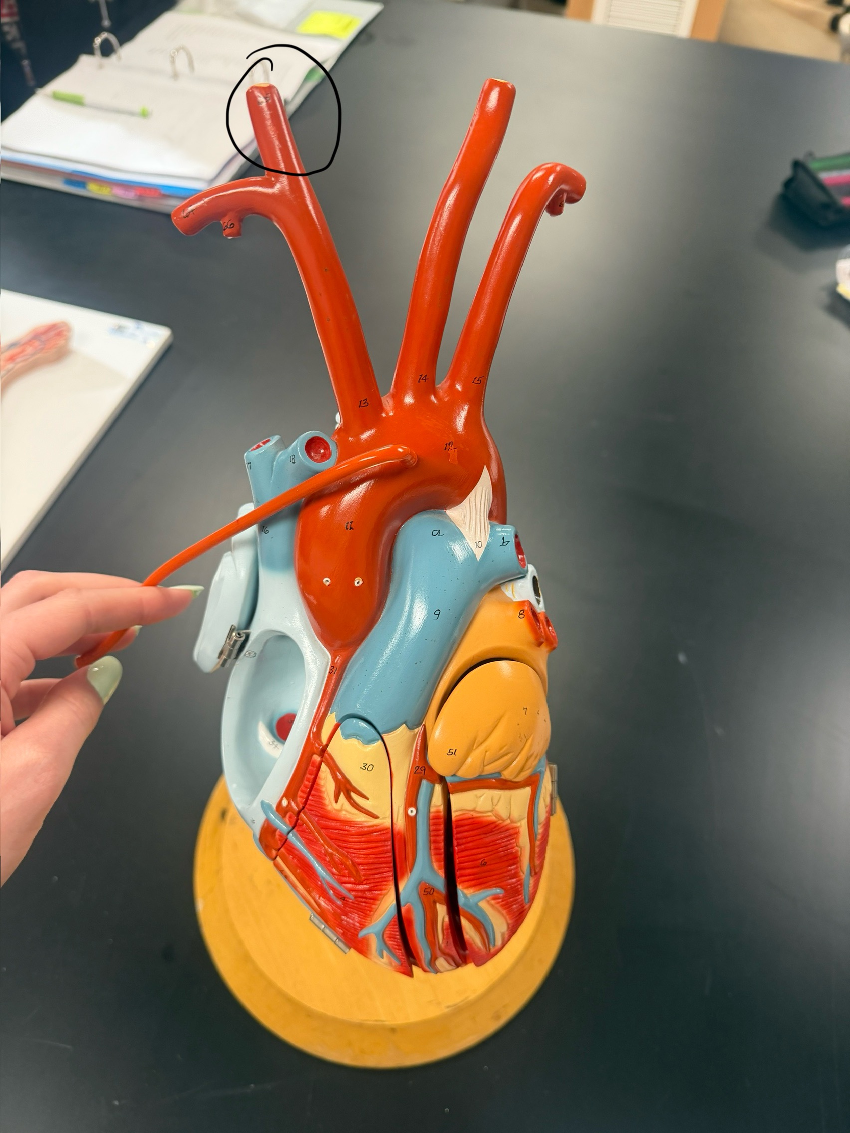 <p>name the vessel</p>