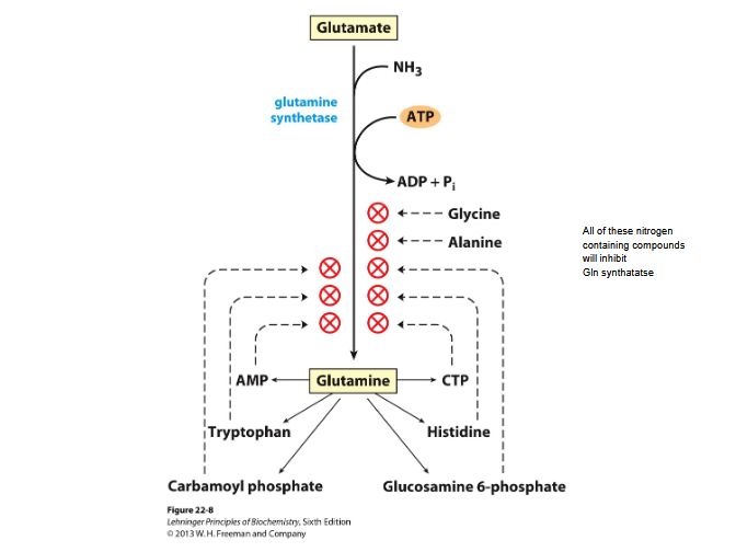 <ul><li><p>By glutamine synthase</p></li><li><p>Regulated allosteric and by adenylyation- nitrogen compounds can inhibit Gln synthase</p></li><li><p>Reaction: Glu + ATP + NH4+→ Gln + ADP + Pi + H+</p></li></ul><p></p>