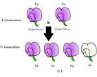 <pre><code></code></pre><p><span><strong><mark>a breeding experiment where parents differ in only one trait, or characteristic, and the focus is on the inheritance of that single trait</mark></strong>.&nbsp;</span></p>