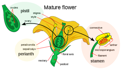 <p>Stamen = male </p><p>Pistil = female </p>