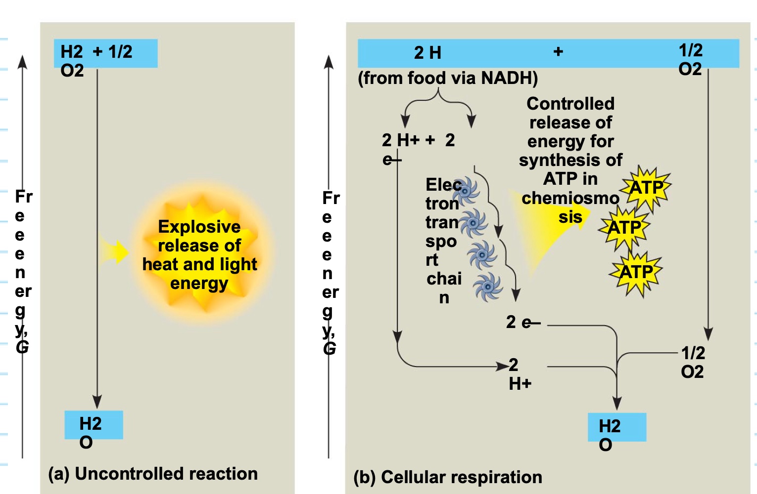<ul><li><p>uncontrolled reaction → has an explosive release of heat and light energy</p></li><li><p>cellular respiration → has a controlled release of energy for synthesis of ATP in chemiomosis</p></li></ul><p></p>