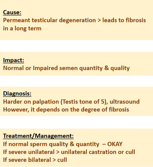<p><span>Testicular Fibrosis</span></p>