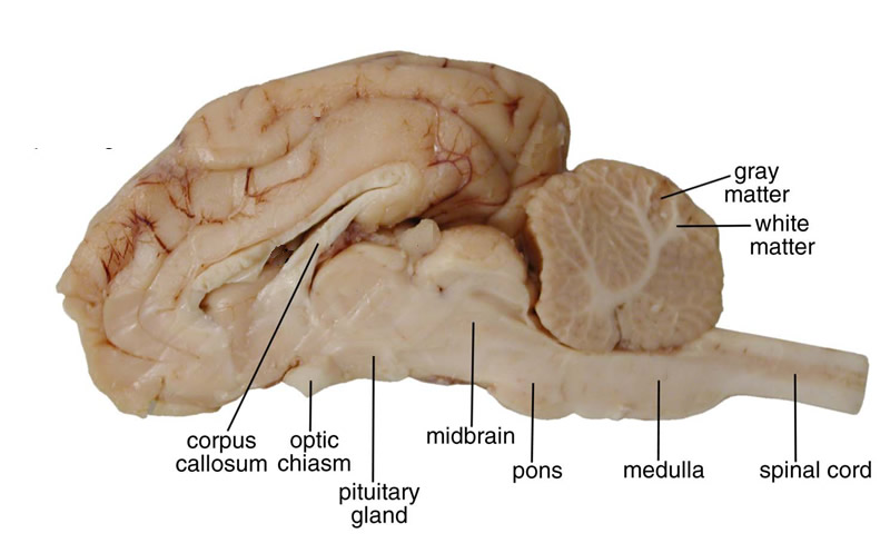 <p>bundles of myelinated axons called tracts in CNS</p>