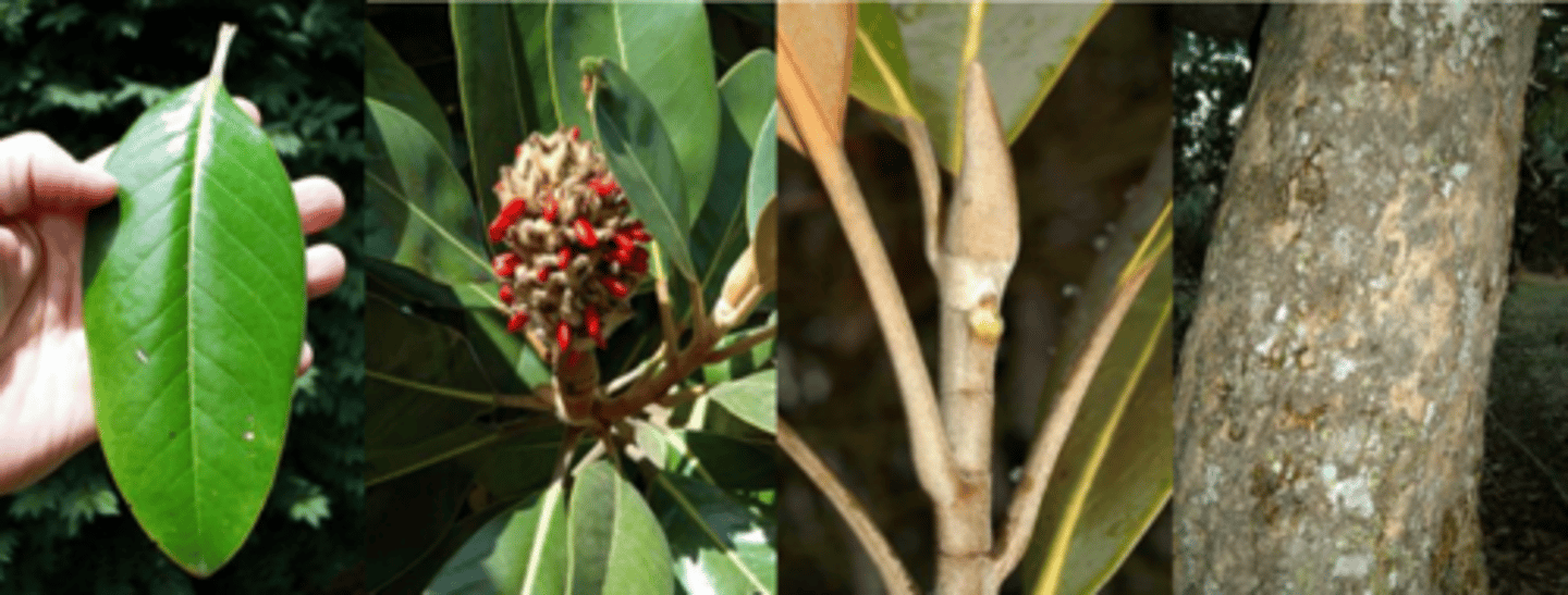 <p>Leaf: alternate, simple, evergreen, obovate or elliptic, 10-12", dark green &amp; lustrous (shiny), leathery (coriaceous) above, rust colored beneath (called ferruginous, as in oxidized iron). </p><p>Twigs/Buds: Terminal buds 1.25" long, brown, tomentose. </p><p>Flower: Perfect creamy white, fragrant 8-12", May, June sporadically thereafter. </p><p>Fruit: Rose red aggregate of follicles splitting to expose red seeds. </p><p>Bark: dark gray, smooth becoming furrowed and scaly. </p><p>Form/Silvics: Mature size 60-80' tall, 24-36" dbh. A spectacular tree, we are on northern edge of range for this species; needs winter protection.</p>