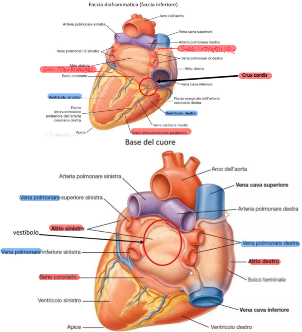 <p>La faccia diaframmatica è’ la faccia inferiore che poggia sul diaframma:</p><ul><li><p>Formata da:</p><ul><li><p>Ventricolo sx (per la maggior parte)</p></li><li><p>Parte del ventricolo dx</p></li></ul></li><li><p>Presenta i Solchi:</p><ul><li><p>Solco Interventricolare Posteriore → che separa le due porzioni e quando incontra il Solco Atrioventricolare continua superiormente come Solco Interatriale (di fianco lo sbocco della vena cava inf., passano vene atriali dx) che corrisponde al Setto Interatriale</p></li><li><p>Il punto dove solco interventricolare posteriore, interatriale e solco coronario si incontrano si chiama CRUX CORDIS (croce del cuore)</p></li></ul></li></ul><p>Base del cuore:</p><ul><li><p>E’ la porzione superiore al seno coronario ed è costituita prevalentemente dall’Atrio Sx (in minimo anche dal dx) dove sboccano le 4 Vene Polmonari (superiori e inferiori di dx e sx)</p></li><li><p>La parte dell’atrio sx presente tra le 4 vene polmonari, si chiama vestibolo (parte liscia)</p></li></ul><p></p>