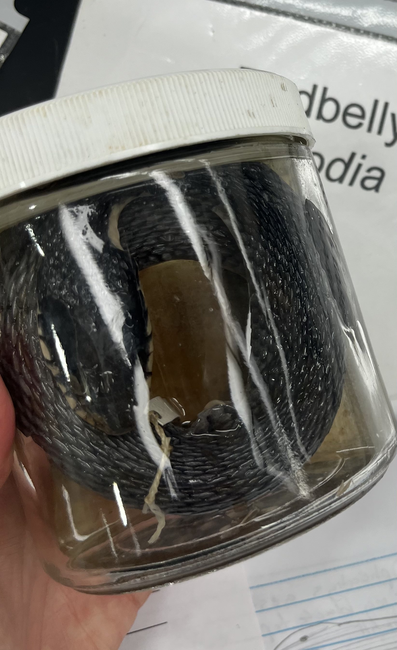 <ul><li><p>dark back, no pattern</p></li><li><p>light belly</p></li><li><p>large head</p></li><li><p>medium size</p></li></ul><p></p>