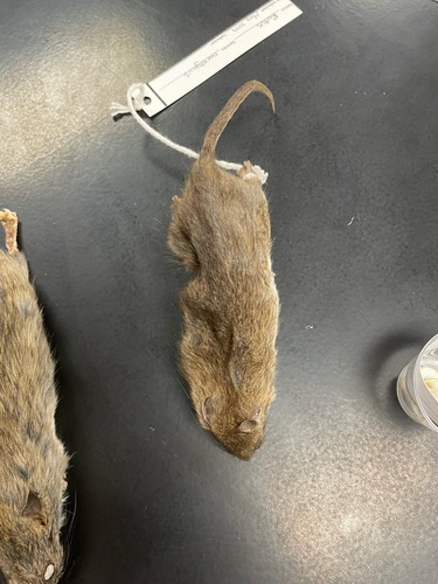 <p>Family: Cricetidae</p><p>Genus & Species: Rattus norvegicus</p>