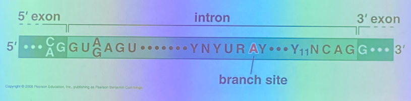 <p>there are stereotypical patterns at the junctions between it and the surrounding exons — the exon-intron (5’) junction, and the intron-exon (3’) junction. </p><p>we see classical sequences in both the exons and the introns themselves. in this image, Y11 is the consensus site, and indicates the presence of 11 pyrimidines in a row. </p><p>there is also the branch site, which is involved in the biochemistry responsible for removing the intron. it is found internally and spacing varies from one intron to the next, but has its own characteristics.</p>