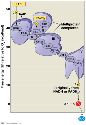 a sequence of electron carrier molecules (membrane proteins) that shuttle electrons to P700