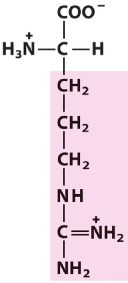 <p>Name the amino acid.</p>