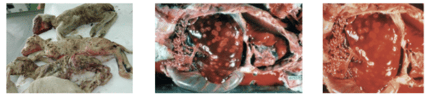 <p>- feto autolisado</p><p>- focos necróticos amarillo/anaranjado en el hígado</p><p>- placentitis, con cotiledones necróticos y hemorrágicos + zonas correosas/edematosas en el espacio intercotiledonario</p>