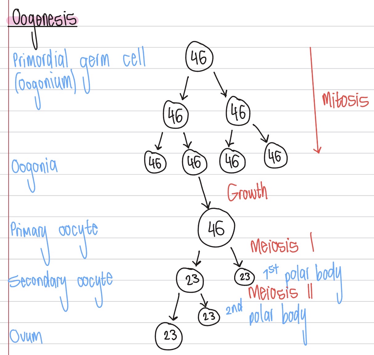 <ol><li><p>Primordial germ cell (oogonium) divides by mitosis several times to form oogonia</p></li><li><p>Only one undergrows growth to form a primary oocyte</p></li><li><p>The primary oocyte undergoes meiosis I to form a secondary oocyte & the 1st polar body</p></li><li><p>The secondary oocyte undergoes meiosis II to form an ovum & the 2nd polar body</p></li></ol><p></p>
