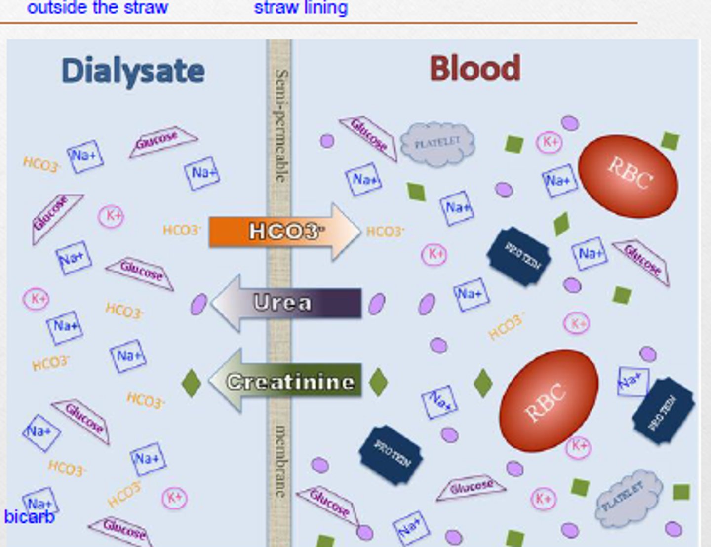 <p>- Blood and dialysis fluid are seperated by a semi-permeable membrane</p><p>- Dialysis fluid has normal levels of ions + glucose</p><p>- Ions and glucose diffuse across membrane into blood until normal levels are present</p><p>- Urea diffuses from blood into the dialysis fluid</p><p>- Larger molecules (RBC, proteins) remain in the blood because they're too big to pass membrane</p>