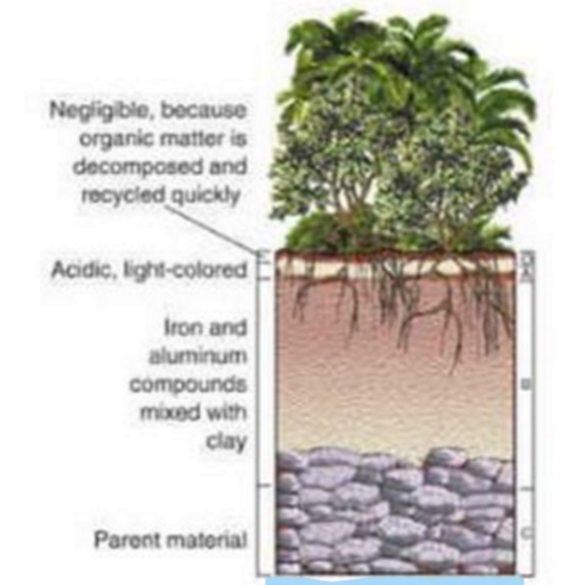 <p>biome with thin O and A layer (no topsoil), uses a lot == not very healthy soil</p>