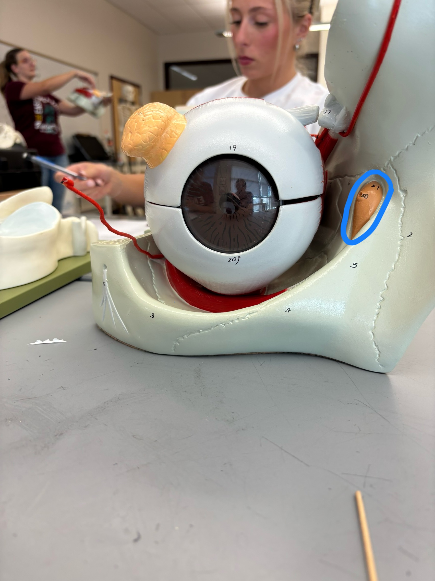 <p>What structure is this?</p>