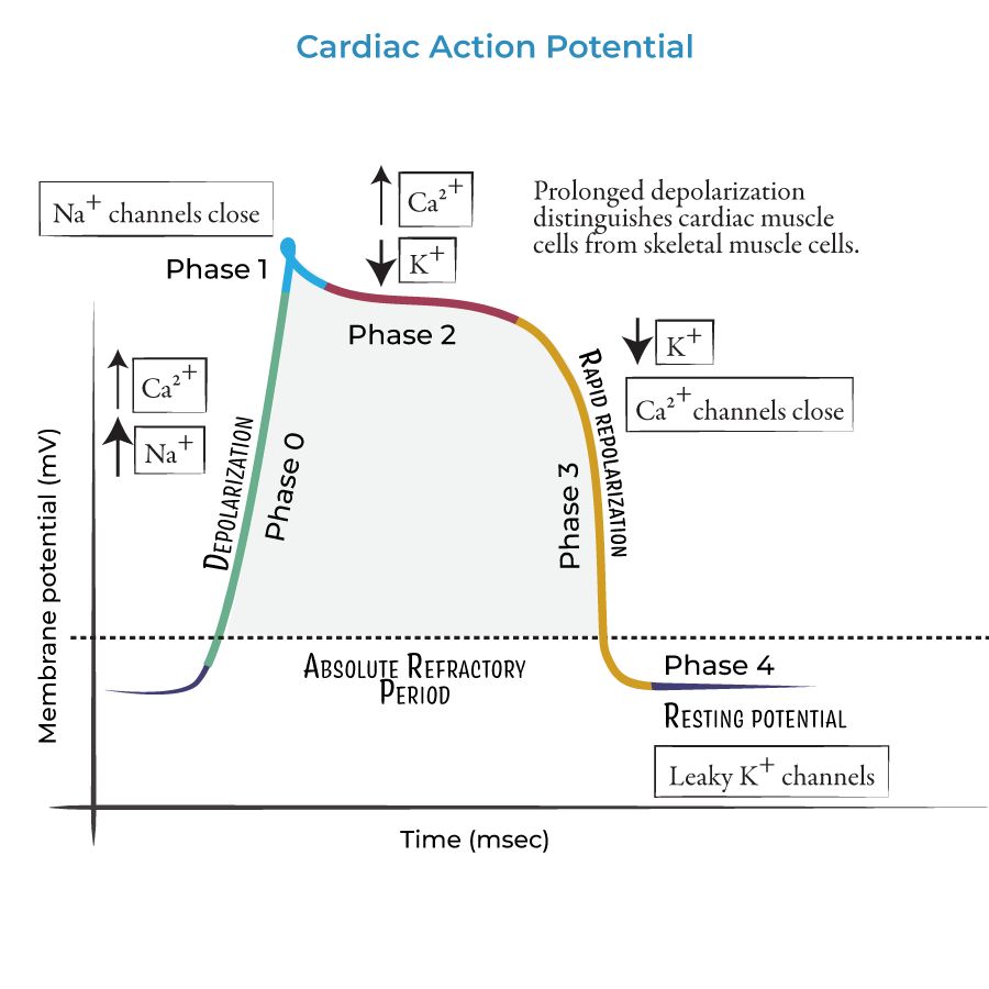 <p>plateau phase - balance between K+ and Ca2+ </p>