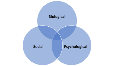 <p>Biopsychological</p>