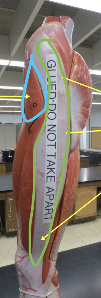 <p>Which muscle in blue</p>
