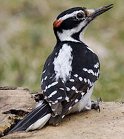 <p>What Bird is this? (and gender)</p>