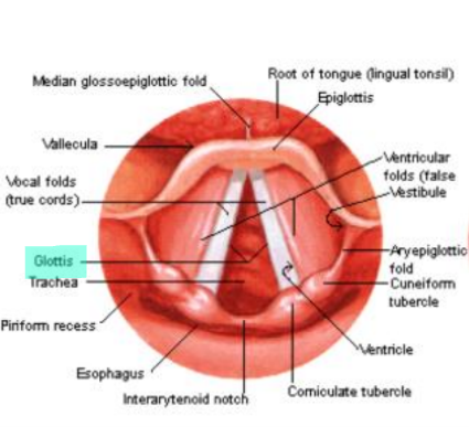 <p>By the closing of the glottis and attempting to forcibly exhale (like when having a bowel movement).</p>