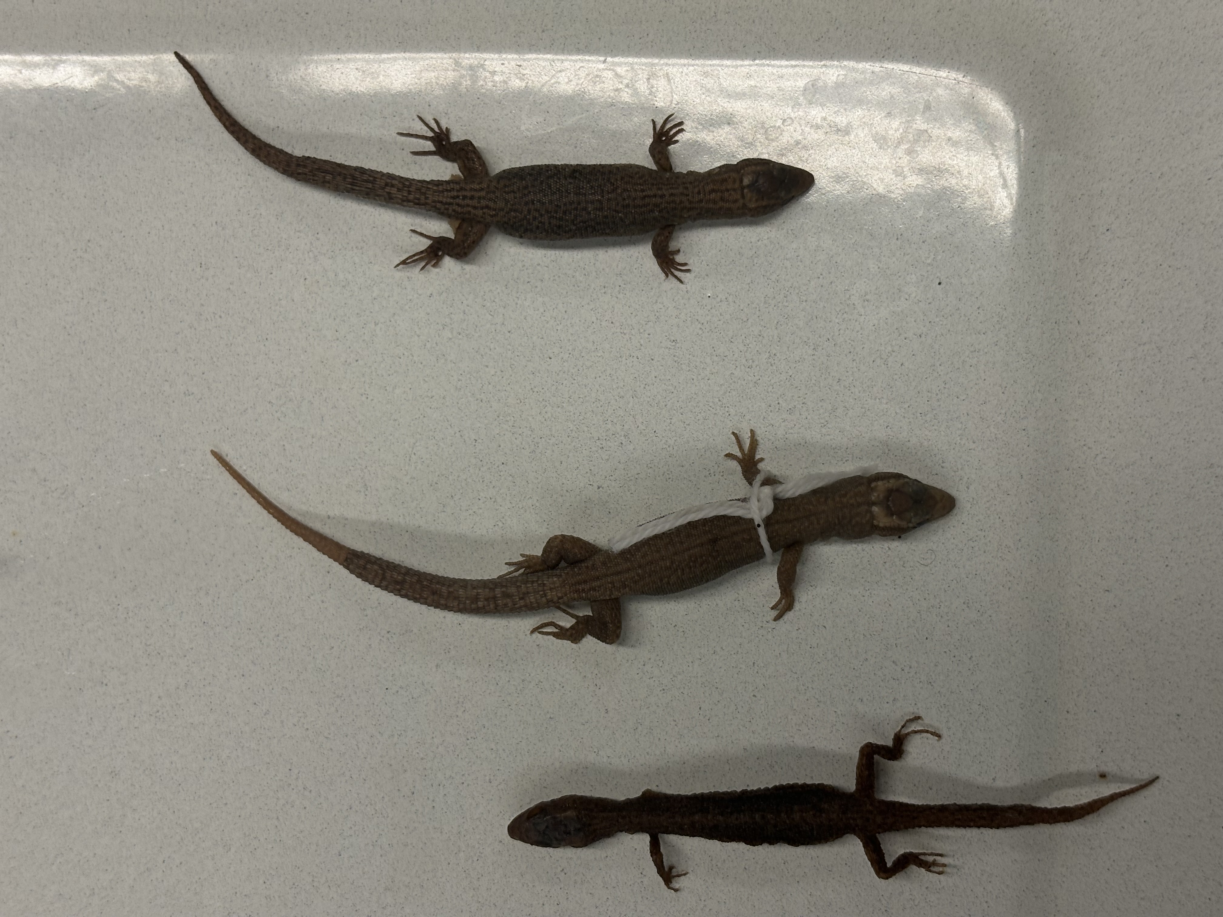 <p>Xantusia vigilis</p>
