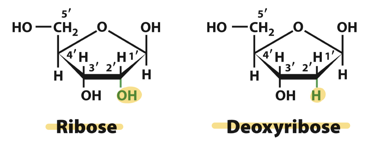 <p>no oxygen in deoxyribose at C2</p>