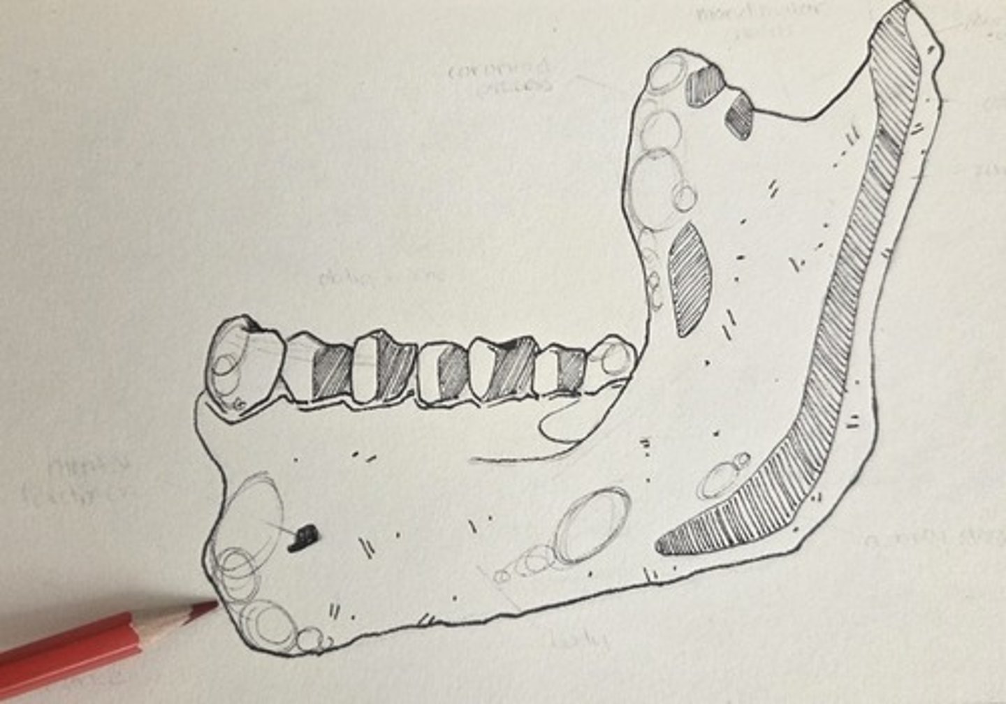 <p>the triangular eminence, or bony chin, at the base of the corpus in the anterior symphyseal region</p>