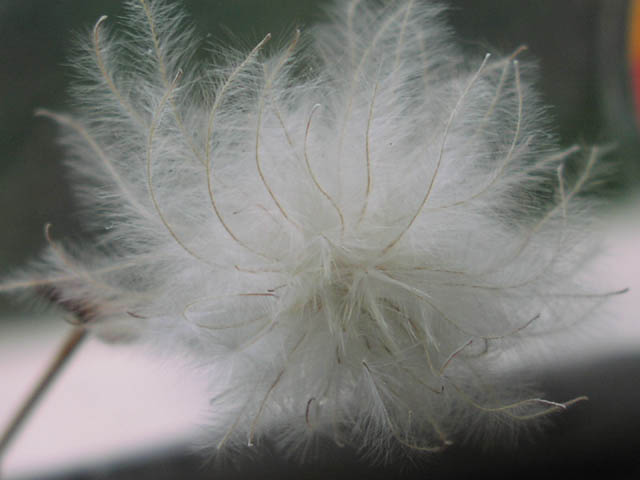 <p>Old Man’s Beard </p>