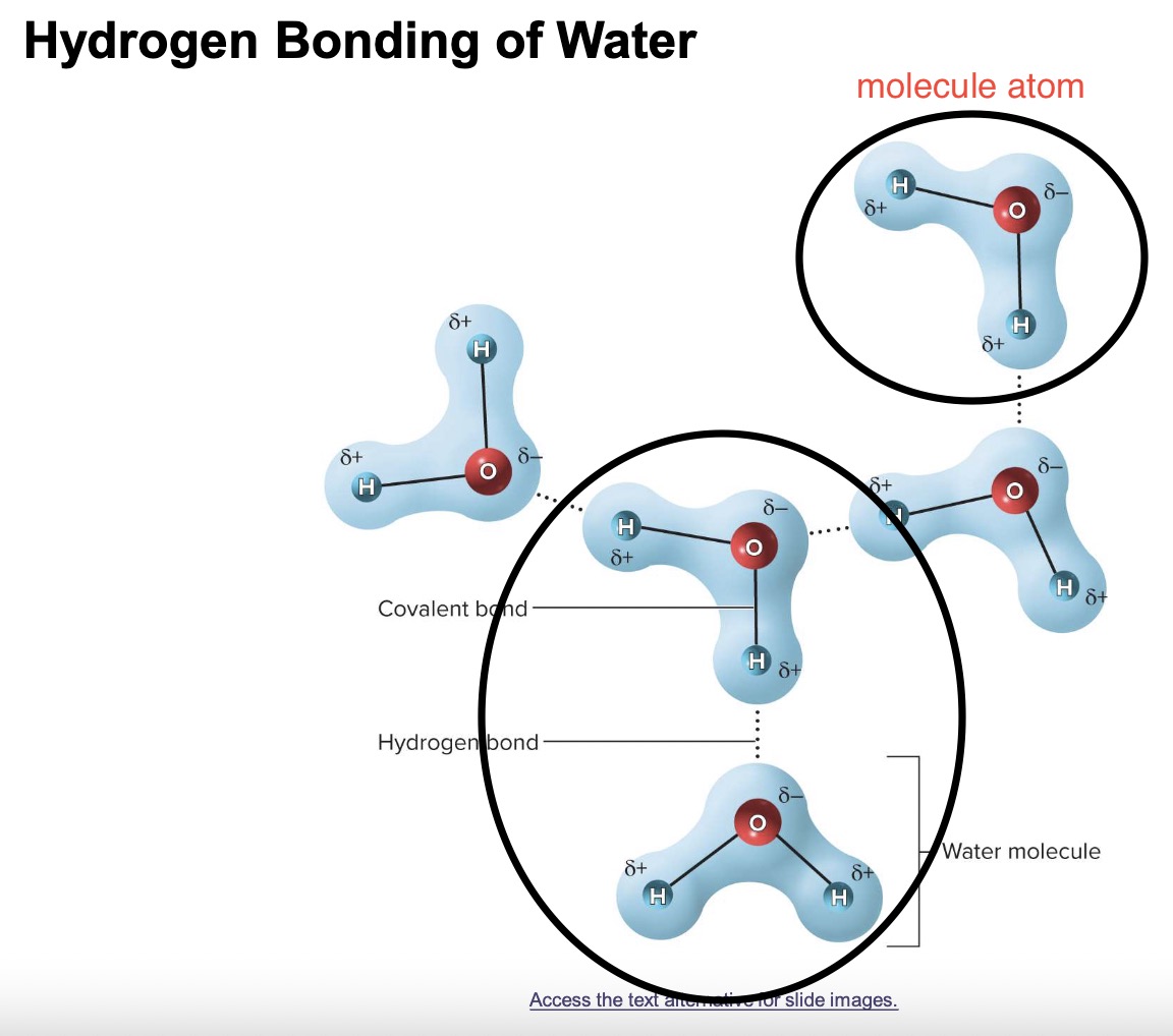 <p>a<strong> weak attraction </strong>between a <strong>slightly positive hydrogen atom</strong> in one molecule &amp; <strong>a slightly negative oxygen or nitrogen atom</strong> in another atom <span data-name="sweat_drops" data-type="emoji">💦</span></p><p><strong><mark data-color="blue" style="background-color: blue; color: inherit;">WATER &amp; PROTEIN FOLDING</mark><mark data-color="#ffeb03" style="background-color: rgb(255, 235, 3); color: inherit;">️</mark></strong>️</p>