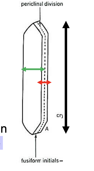 <p><span>several times longer than wide</span><br><br><span>The tangential side of this cell is wider than the radial side</span></p>