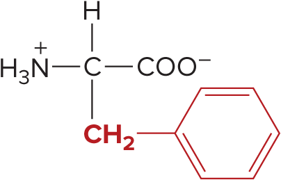 <p>Phenylalanine</p>