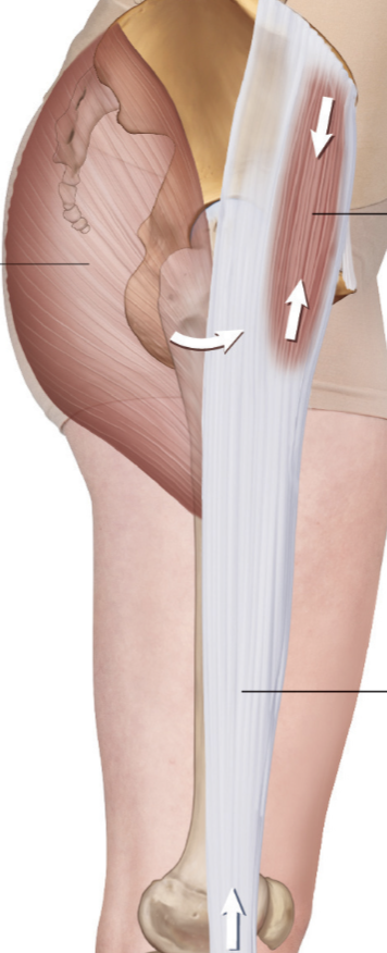 <p><span><span>a small muscle on the outer hip above the iliotibial tract </span></span></p>
