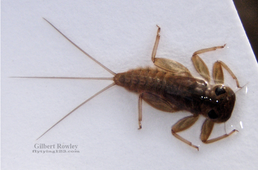 <p>ephemeroptera</p>