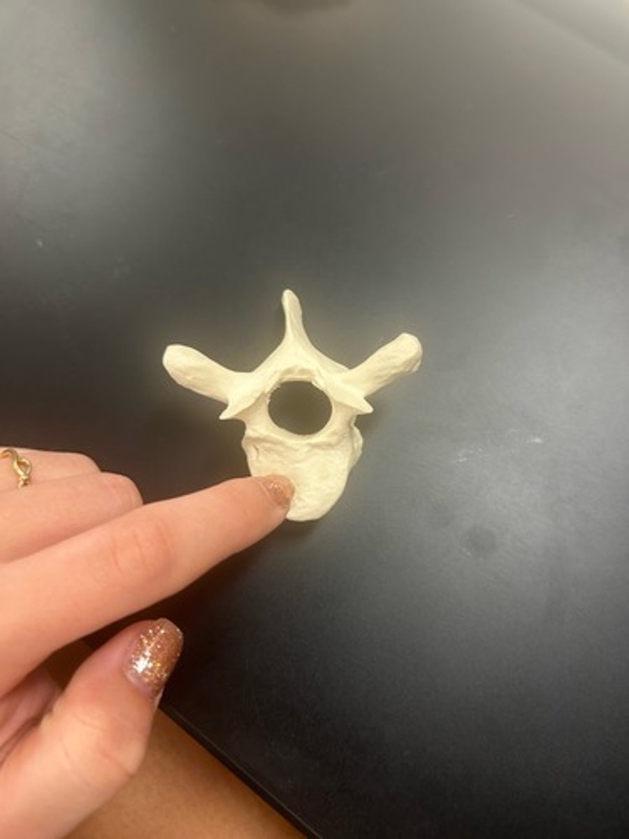 <p>name the bone</p>