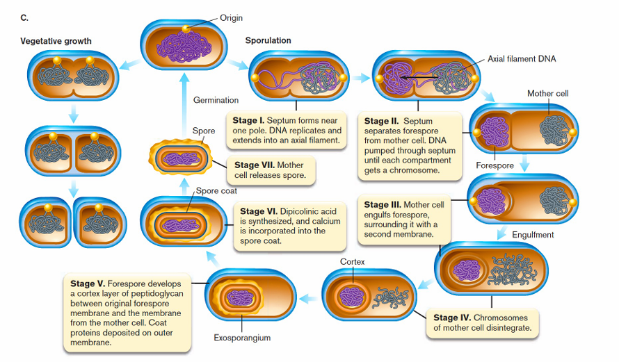 <p>Kieming = terugkeer naar vegetatieve toestand vanuit spore</p><p>NIET reproductief (1 cel vormt 1 endospore)</p><p>Plaats van endospore → identificatie</p>