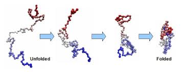 <p>polypeptide chains 3D folding near water</p>