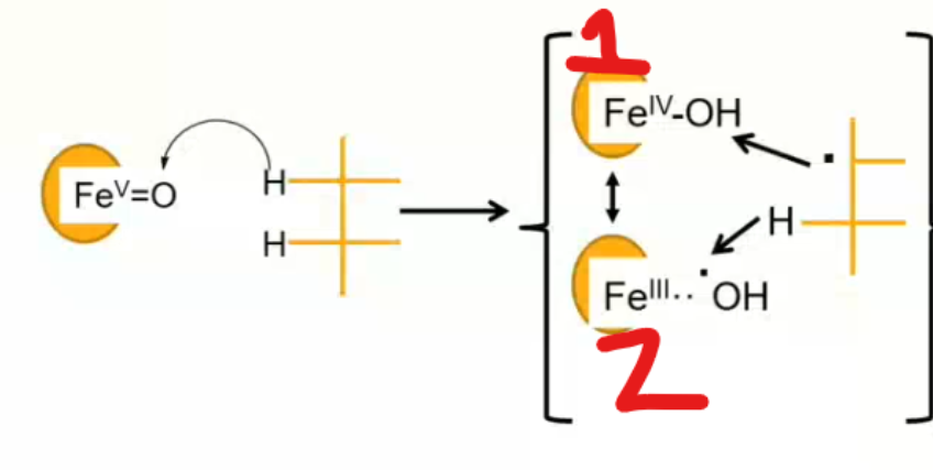 <p>between 1 and 2 which scenario leads to hydroxylation of the substrate? which leads to the formation of an unsaturated double bond? </p>