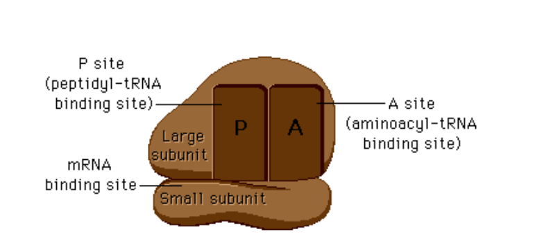 <p>The small subunit is 40S and contains 18S rRNA plus about 30 proteins.</p>