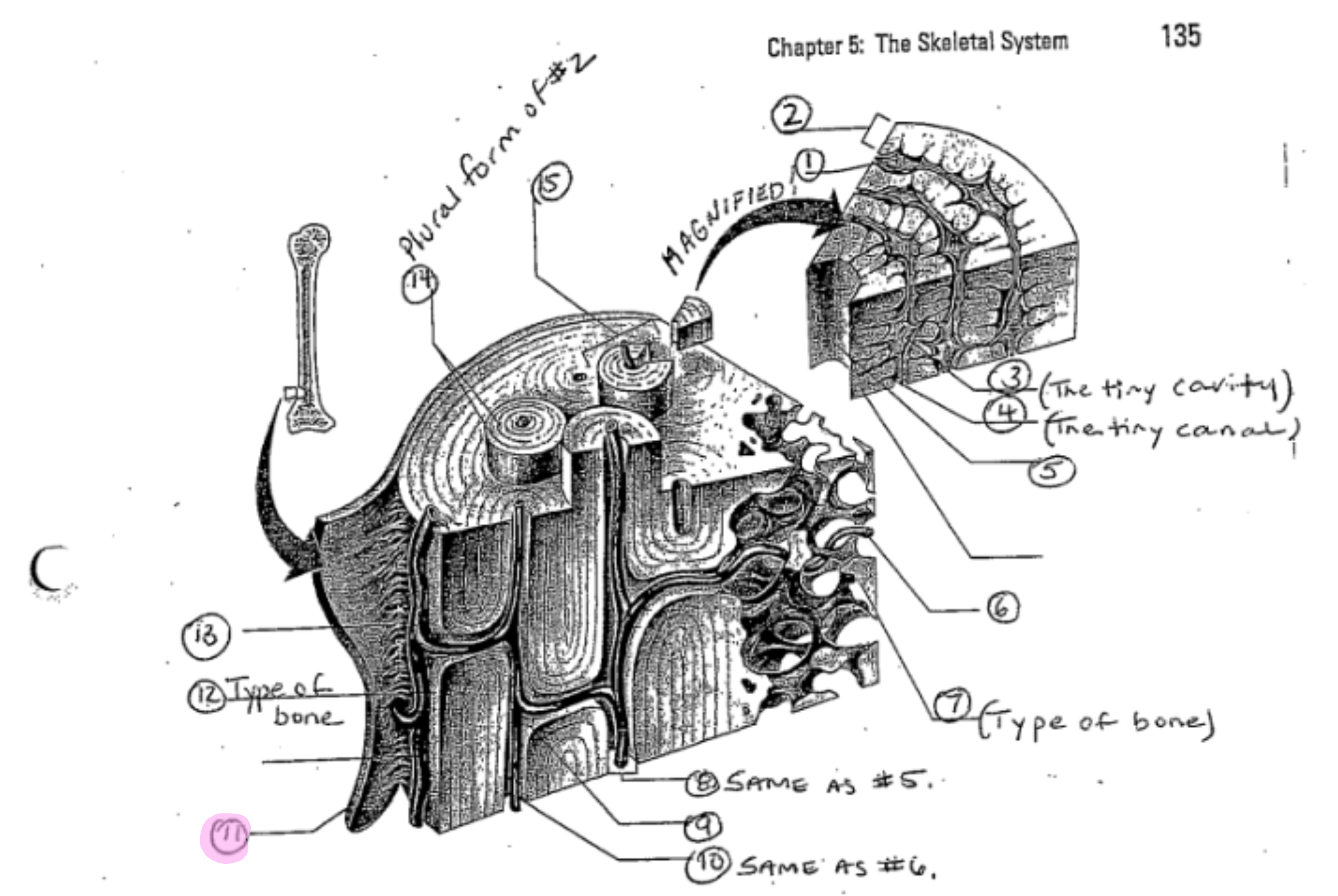 term image
