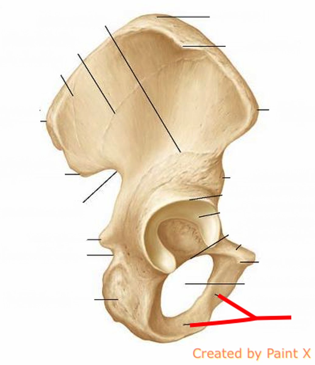 <p>collective structure</p>